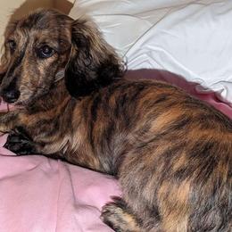 Pumpkin - Dachshund