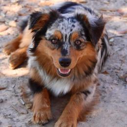 Cobain - Australian Shepherd