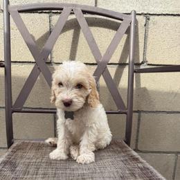 Grey collar - Tri-color male Australian Labradoodle puppy in Fontana, California from Grammy's Puppy Love doodles and poodles