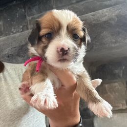 Girl 2 (dark pink collar) - Chocolate brindle female Havanese puppy in Osceola, Indiana from LUV my HAVAMALT