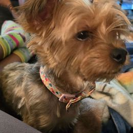 Queen - Yorkshire Terrier