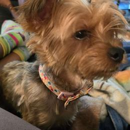 Queen - Yorkshire Terrier