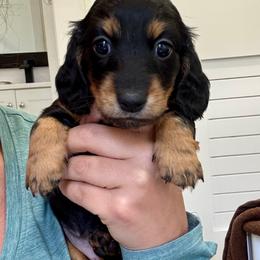 Sadie - Black and tan female Dachshund puppy in Southwest Ranches, Florida from Breezy Florida Dachshunds