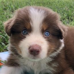 Boy 1 - Red Australian Shepherd puppy in Brooksville, Florida from Scattered Oaks Ranch