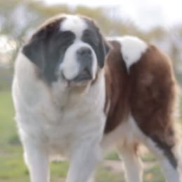 Kia - Saint Bernard