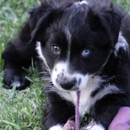 Miniature Australian Shepherd Puppies from LongMile Aussies