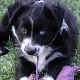 Miniature Australian Shepherd Puppies from LongMile Aussies