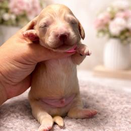 Beau - 3000 - Cream male Dachshund puppy in Biloxi, Mississippi from Southern Doxies Ms