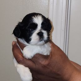 Light green collar - Black and white female Shih Tzu puppy in New Bern, North Carolina from Kuddly Creatures