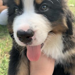 Bernese Mountain Dog Puppies from D’S Bernese Mountain Dogs