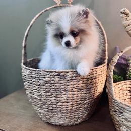 Saki - Lavender male Pomeranian puppy in Canandaigua, New York from Fingerlakes Pomeranians
