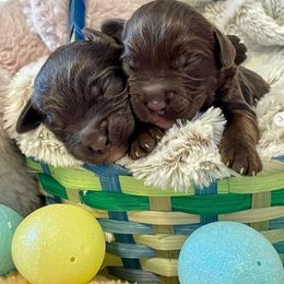 Australian Labradoodle Puppies from Lazy Mountain Labradoodles