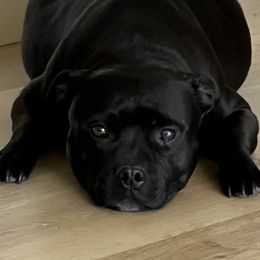 Amora - Staffordshire Bull Terrier