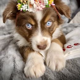 Anita Bath-tail,blue eyes likely - Red tri-color female Australian Shepherd puppy in Penrose, Colorado from Best Friend Aussies
