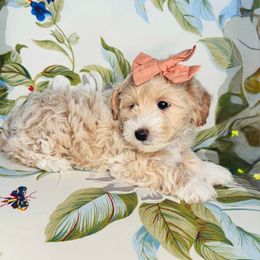 Princess peach - Apricot female Maltipoo puppy in West Jordan, Utah from Mid Sized Maltipoos and More LLC