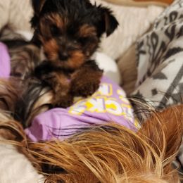 Yorkshire Terrier Puppies from Jazmin Petruchik