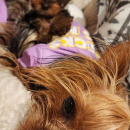 Yorkshire Terrier Puppies from Jazmin Petruchik