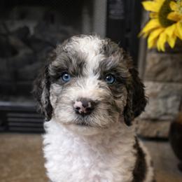 Yellow collar - Parti female Goldendoodle puppy in Sanderson, Florida from Serenity Goldendoodles