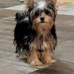 Yorkshire Terriers from Precious Yorkies of Alabama