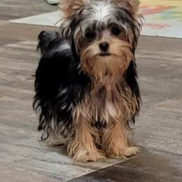 Yorkshire Terriers from Precious Yorkies of Alabama