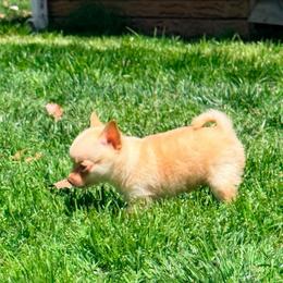 McIntosh Pomchi (teacup) - Blue fawn male Chihuahua puppy in Seneca, Missouri from Stephanie’s Puppy Colony