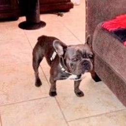 Gizmo - French Bulldog