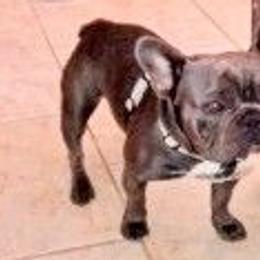 Gizmo - French Bulldog