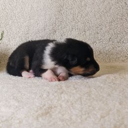 Boy 1 - Black white and tan Collie puppy in Centennial, Colorado from Nine Eves