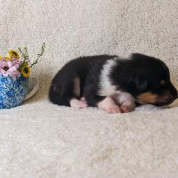 Boy 1 - Black white and tan Collie puppy in Centennial, Colorado from Nine Eves