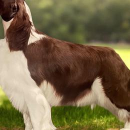 Shadow - English Springer Spaniel