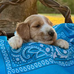 Teal (formerly Mauve) - Parti female Goldendoodle puppy in Celina, Texas from Kennedy Doodles