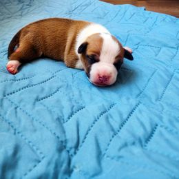 American Staffordshire Terrier Puppies from MDYC Amstaffs