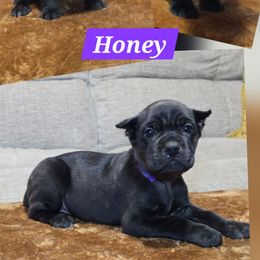 Honey - Black brindle female Cane Corso puppy in Elkhart, Indiana from Martins Almighty Cane Corsos