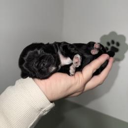 Pepper - Black and white female Shih Tzu puppy in Northridge, California from Our ShihTzu Family