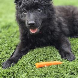 Szomoru Fuz In The Shadows Fae - Black female Mudi puppy in Bolingbrook, Illinois from Szomorú Füz Mudi Kennel/Weeping Willow Mudi Kennel