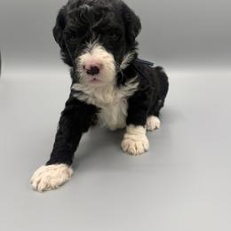 Licorice - Black and white female Aussiedoodle puppy in Paragould, Arkansas from AC Doodles & Corgis