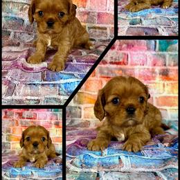 Flare - Ruby male Cavalier King Charles Spaniel puppy in De Pere, Wisconsin from Rose Garden Kennels