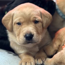 Carmello-yellow male - Yellow male Labrador Retriever puppy in Gig Harbor, Washington from Mayfield Farm