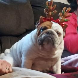 Keke - Bulldog