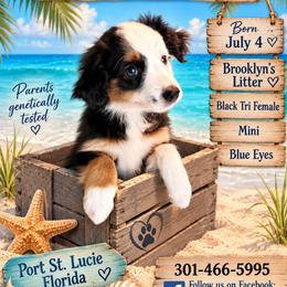 Girl 3 - Black tri female Miniature Australian Shepherd puppy in Port Saint Lucie, Florida from Charlene Brannon's Mini Australian Shepherds