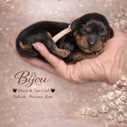 Biyou - Black and tan female Cavalier King Charles Spaniel puppy in Spokane, Washington from Treasured Cavaliers of the Pacific Northwest