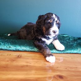 Bernedoodle Puppies from Badlands Bernedoodles