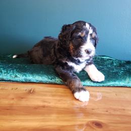 Bernedoodle Puppies from Badlands Bernedoodles