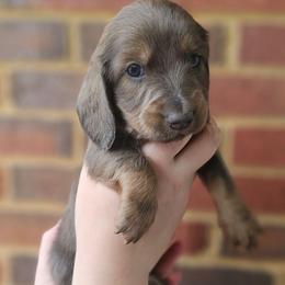 Ashoka- AKC- RARE Blue and Red coloring - Blue and tan female Dachshund puppy in Loganville, Georgia from Royal Dackel Haus