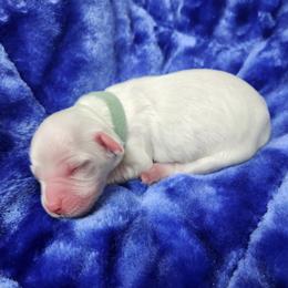 Girl 2 Green - White female Llewellin Setter puppy in North Dinwiddie, Virginia from Pups Furever