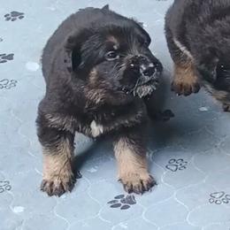 Green - Black and tan male German Shepherd puppy in Dawsonville, Georgia from Vom Aussenseiter