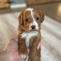 Blessing - Red  female Goldendoodle puppy in Wharton, Texas from Little Fur Friends