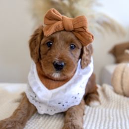 Girl 2 - Red  Goldendoodle puppy in Chesapeake, Virginia from Heart to Heart Doodles