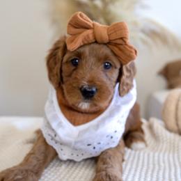 Girl 2 - Red  Goldendoodle puppy in Chesapeake, Virginia from Heart to Heart Doodles