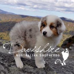 Australian Shepherd Puppies from Davishire Australian Shepherd